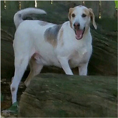 Medium Photo #1 Treeing Walker Coonhound-Unknown Mix Puppy For Sale in Shreveport, LA, USA