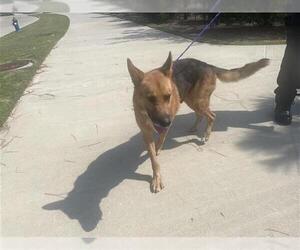 German Shepherd Dog Dogs for adoption in Houston, TX, USA