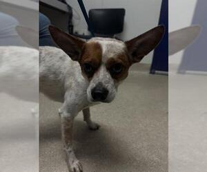 Parson Russell Terrier Dogs for adoption in Bakersfield, CA, USA