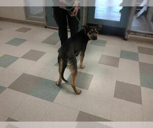 Mutt Dogs for adoption in Oklahoma City, OK, USA
