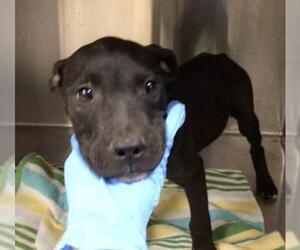 American Pit Bull Terrier Dogs for adoption in Riverside, CA, USA