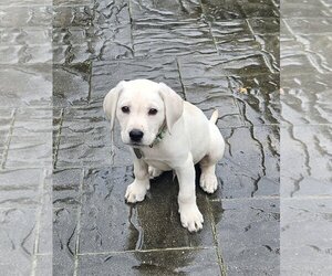 Labrador Retriever Dogs for adoption in Oakhurst, NJ, USA