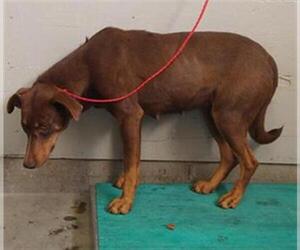 Doberman Pinscher-Labrador Retriever Mix Dogs for adoption in Camarillo, CA, USA