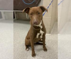 American Pit Bull Terrier Dogs for adoption in Conroe, TX, USA