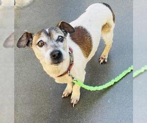 Mutt Dogs for adoption in Santa Maria, CA, USA