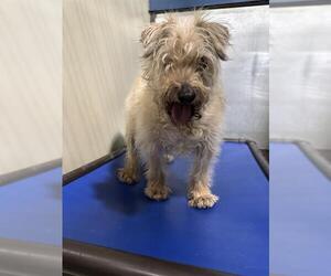 Maltese-Unknown Mix Dogs for adoption in Bakersfield, CA, USA