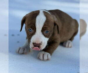 Mutt Dogs for adoption in Forest, VA, USA