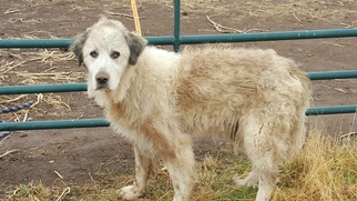 Great Pyrenees Dogs for adoption in Vacaville, CA, USA
