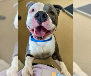 Staffordshire Bull Terrier Dogs for adoption in Derwood, MD, USA