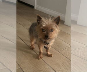 Mutt Dogs for adoption in Menifee, CA, USA