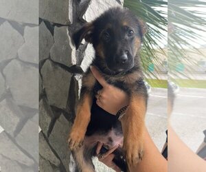 German Shepherd Dog Dogs for adoption in Miami, FL, USA