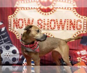 American Pit Bull Terrier-Unknown Mix Dogs for adoption in Placerville, CA, USA