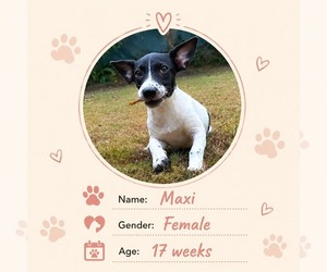 Dachshund Dogs for adoption in NYC, NY, USA