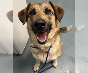 Shepradors Dogs for adoption in London, Ontario, Canada