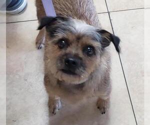 Cairn Terrier Dogs for adoption in Oakland Park, FL, USA