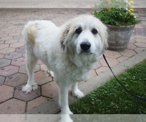 Great Pyrenees Dogs for adoption in Hampton Bays, NY, USA
