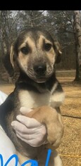 Medium Photo #1 German Shepherd Dog Puppy For Sale in Newark, DE, USA