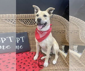 Labrador Retriever-Unknown Mix Dogs for adoption in Rockaway, NJ, USA