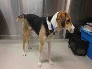 Treeing Walker Coonhound Dogs for adoption in Fairbanks, AK, USA
