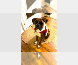 Boxer Dogs for adoption in Austin, TX, USA