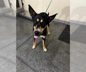 German Shepherd Dog-Unknown Mix Dogs for adoption in Orange, CA, USA