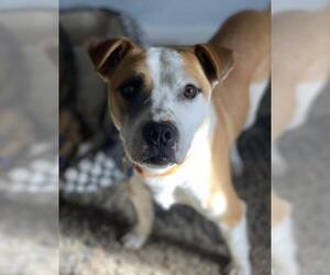 Bogle Dogs for adoption in Littleton, CO, USA