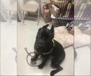 Mutt Dogs for adoption in Alameda, CA, USA