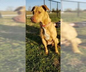 American Staffordshire Terrier Dogs for adoption in Oskaloosa, IA, USA