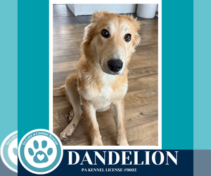 Golden Retriever Dogs for adoption in Kimberton, PA, USA