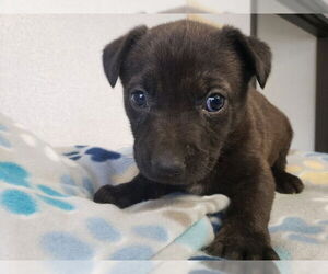German Shepherd Dog-Unknown Mix Dogs for adoption in San Bernardino, CA, USA