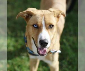 Mutt Dogs for adoption in San Antonio, TX, USA