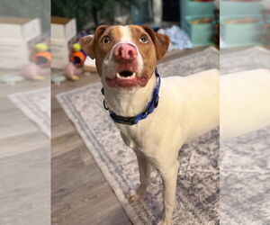 Mutt Dogs for adoption in New London, WI, USA