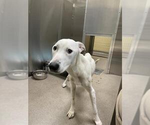 Labrador Retriever-Unknown Mix Dogs for adoption in Denver, CO, USA