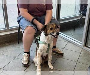 Medium Photo #4 Border Collie-Unknown Mix Puppy For Sale in San Antonio, TX, USA