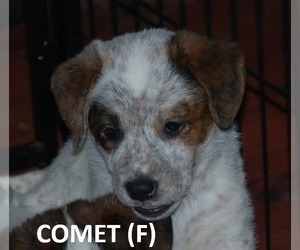 Mutt Dogs for adoption in Aurora, IN, USA