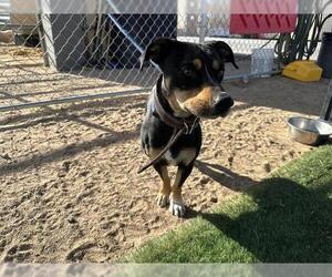Dachshund-Unknown Mix Dogs for adoption in HESPERIA, CA, USA