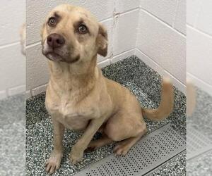 Labrador Retriever Dogs for adoption in Salisbury, NC, USA