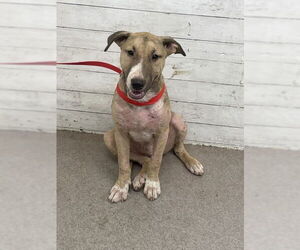 Bull Terrier-Unknown Mix Dogs for adoption in San Bernardino, CA, USA