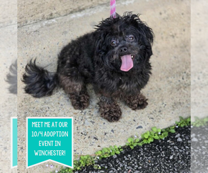 Poodle (Miniature)-Unknown Mix Dogs for adoption in Boston, MA, USA