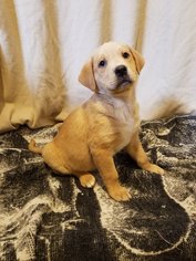 Medium Photo #1 Labrador Retriever-Unknown Mix Puppy For Sale in Dodson, MT, USA