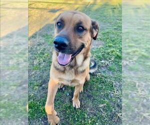 Medium Photo #1 German Shepherd Dog Puppy For Sale in Conroe, TX, USA