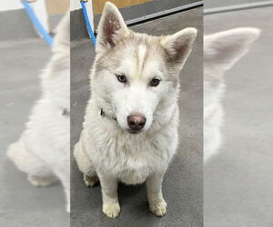 Siberian Husky Dogs for adoption in Forestville, MD, USA