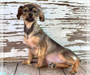 Chiweenie Dogs for adoption in Rockaway, NJ, USA