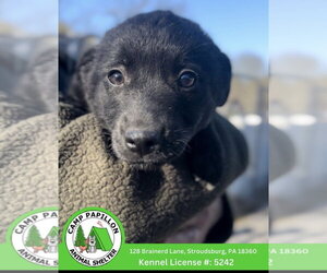 Border Collie-Unknown Mix Dogs for adoption in Stroudsburg, PA, USA