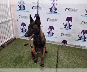 Mutt Dogs for adoption in Orlando, FL, USA