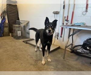 Australian Kelpie-Siberian Husky Mix Dogs for adoption in Corona, CA, USA