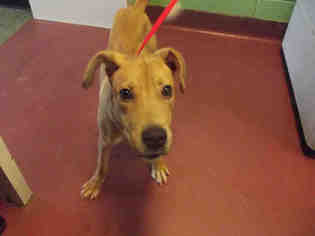 Labloodhound Dogs for adoption in Murfreesboro, TN, USA