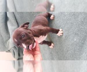 Boglen Terrier Dogs for adoption in Bonifay, MO, USA