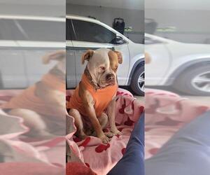 Bulldog Dogs for adoption in San Antonio, TX, USA