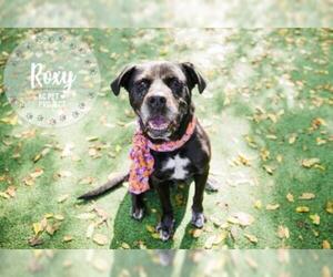 Mastador Dogs for adoption in Kansas City, MO, USA